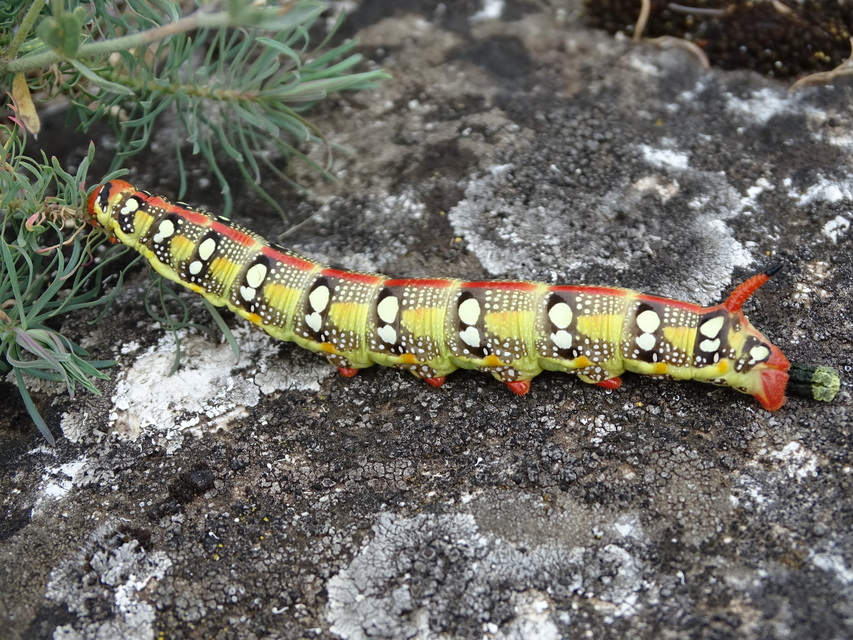Hyles euphorbiae - kutyatejszender