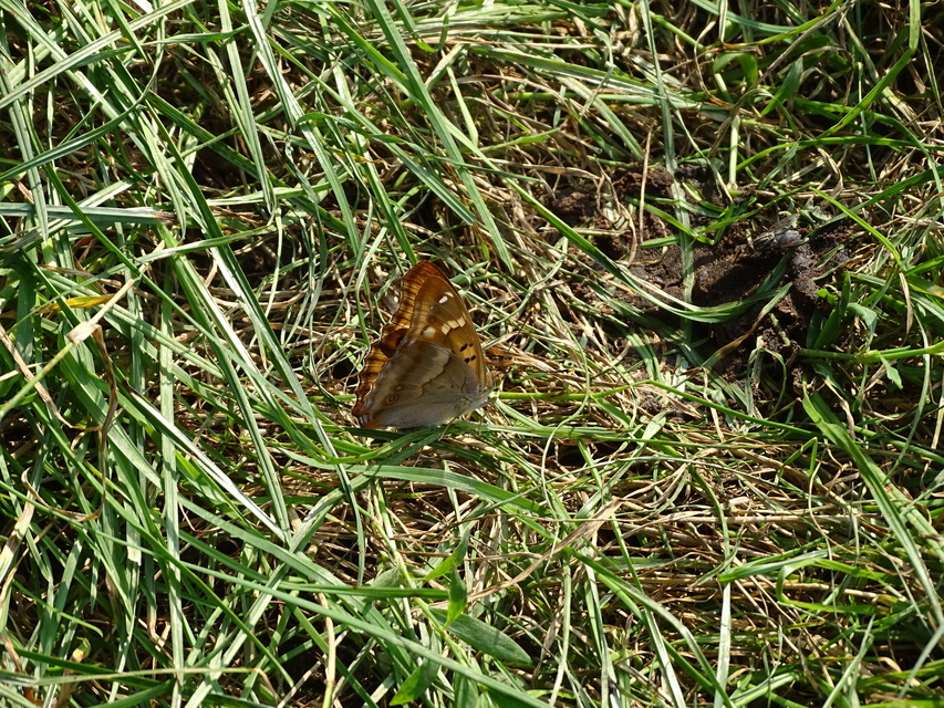 Apatura ilia - kis színjátszólepke