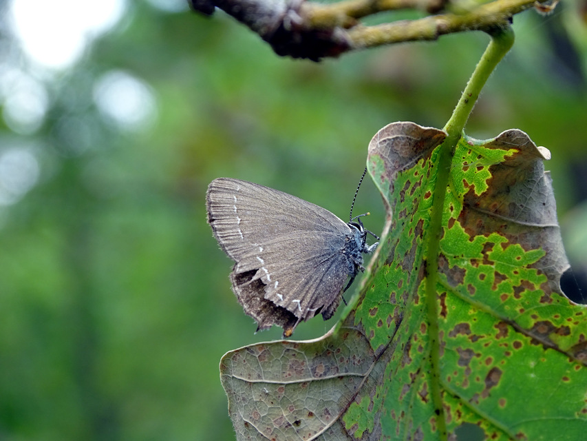 Satyrium ilicis - tölgyfa-csücsköslepke