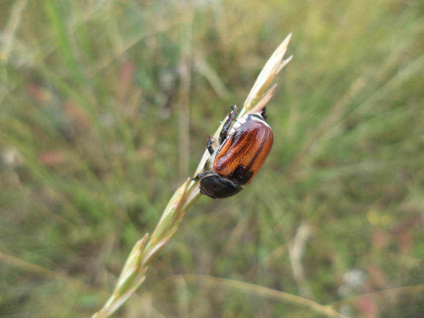 Anisoplia austriaca - osztrák szipoly