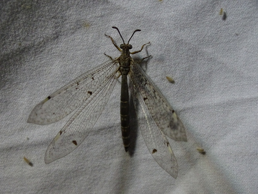 Distoleon tetragrammicus - négyfoltos hangyaleső