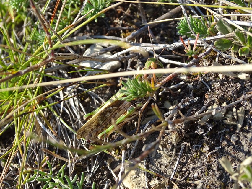 Oedaleus decorus - szalagos sáska