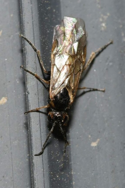 Euura