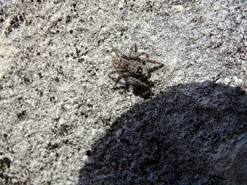 Philaeus chrysops - piros ugrópók