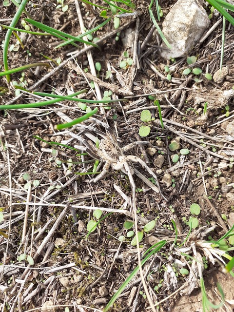 Geolycosa vultuosa - pokoli cselőpók