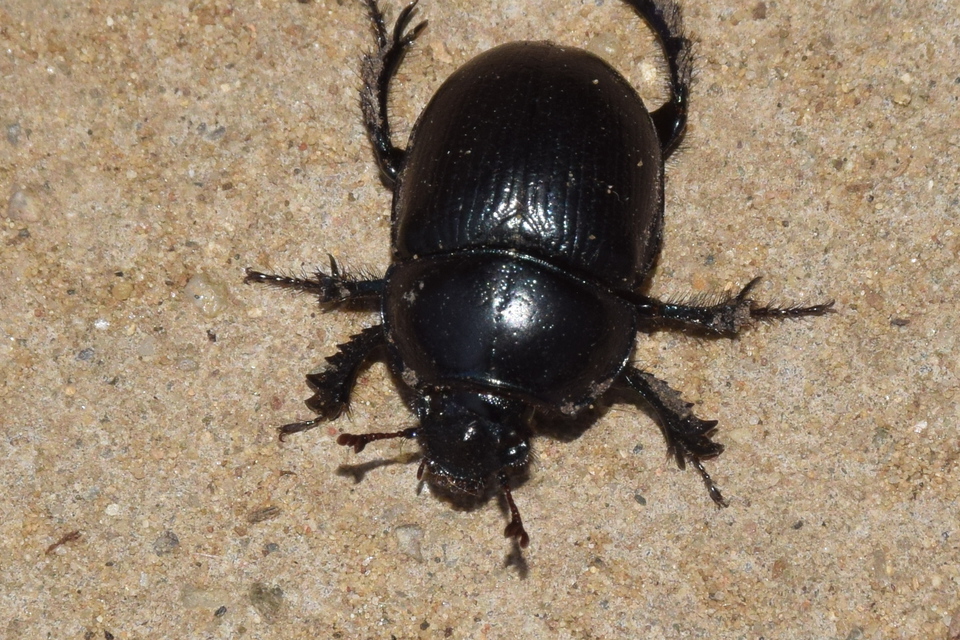 Anoplotrupes stercorosus - erdei álganéjtúró