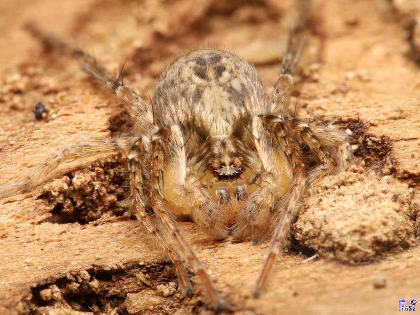 Anyphaena accentuata - jegyespók
