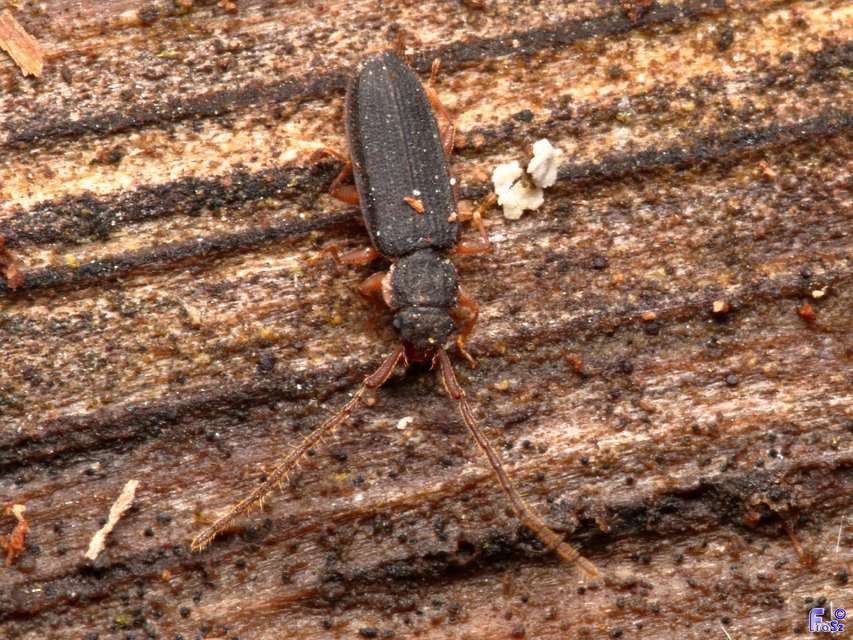 Uleiota planatus - hosszúcsápú fogasnyakú-lapbogár