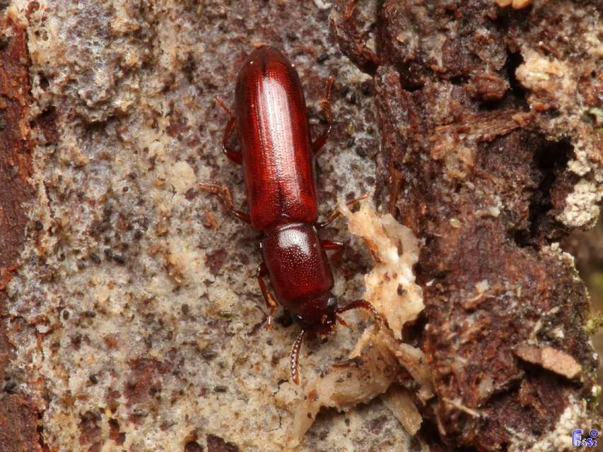 Corticeus unicolor - egyszínű kéregbújó