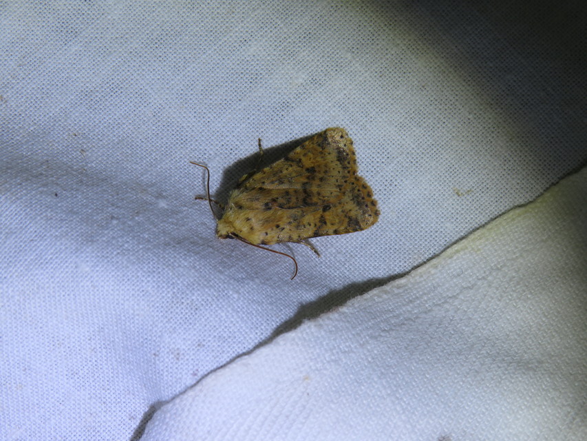 Conistra rubiginea - vörös őszibagoly
