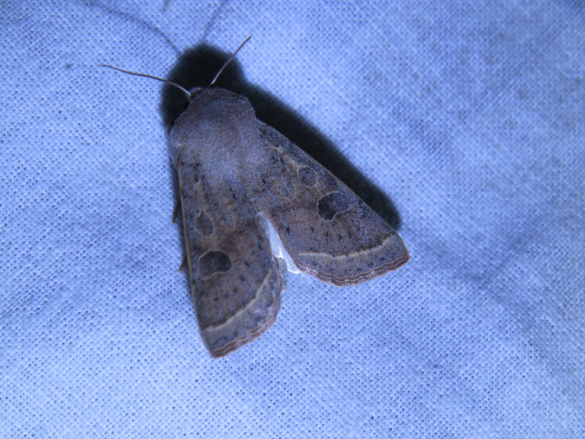 Orthosia gracilis - karcsú barkabagoly