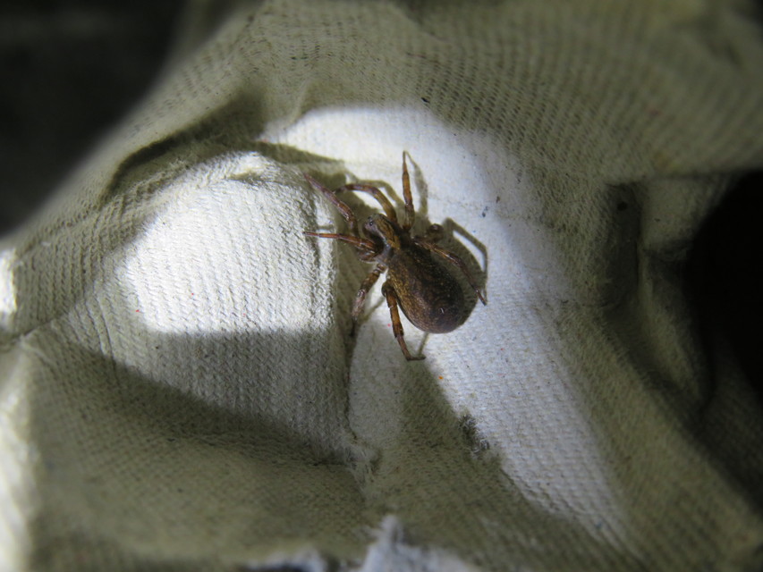 Trochosa