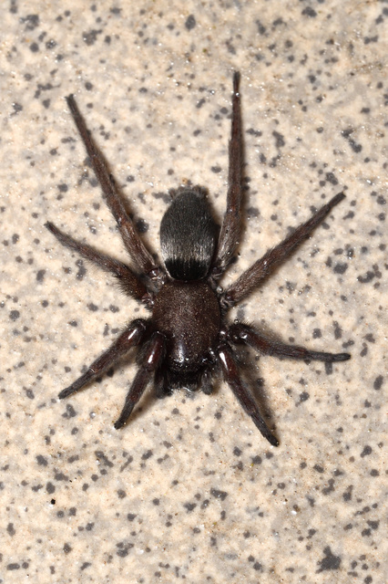 Scotophaeus