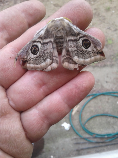 Saturnia pavoniella/pavonia