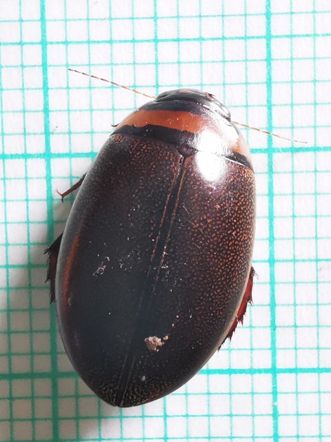 Graphoderus cinereus - gyakori tavicsíkbogár