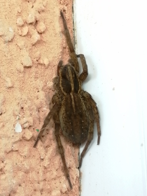 Trochosa