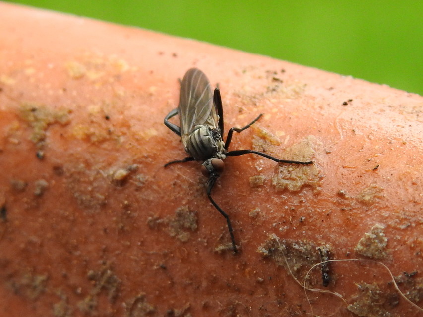 Empididae - táncoslegyek