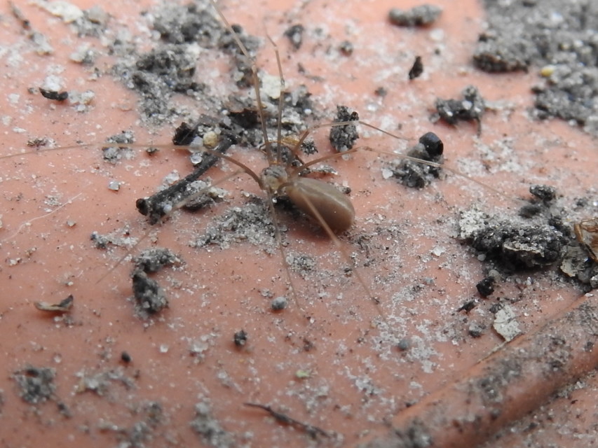 Pholcus opilionoides - kis álkaszáspók