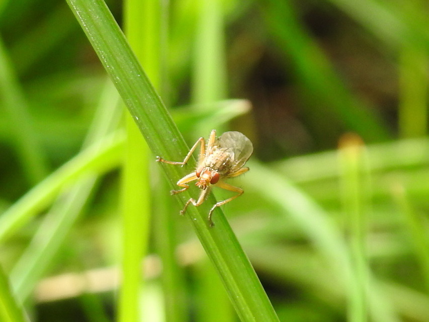 Scathophagidae
