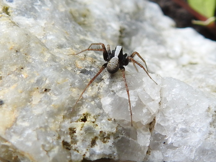 Pardosa alacris/lugubris