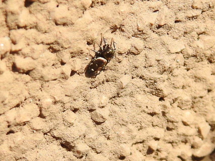 Heliophanus