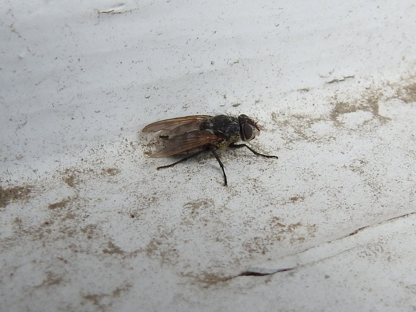 Pollenia
