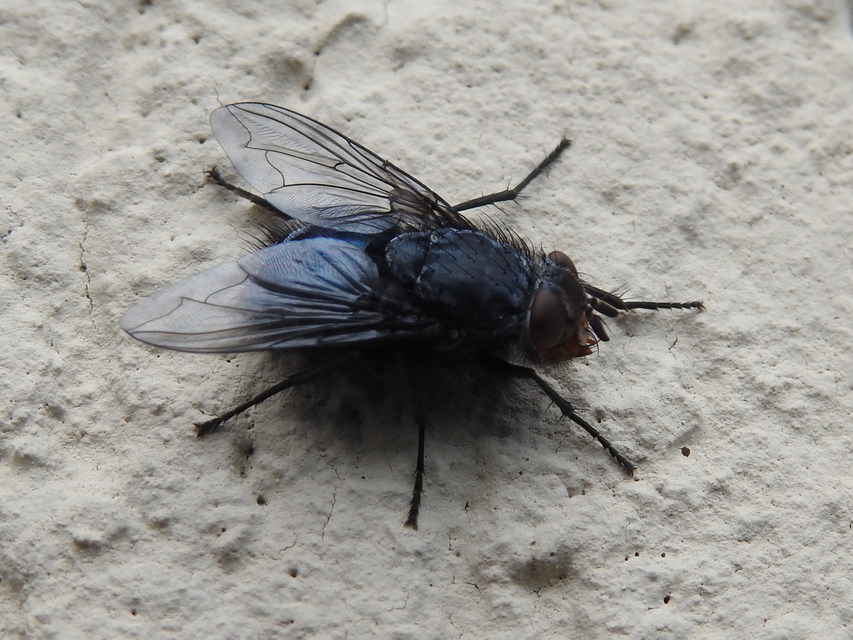 Calliphora vicina - kék dongólégy