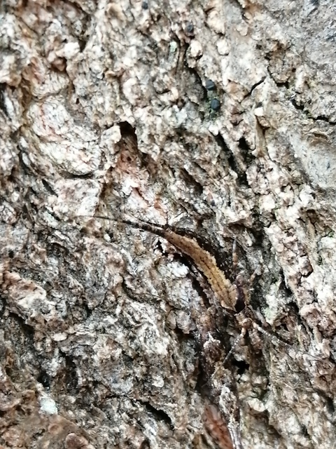 Archaeognatha - Ugróősrovarok