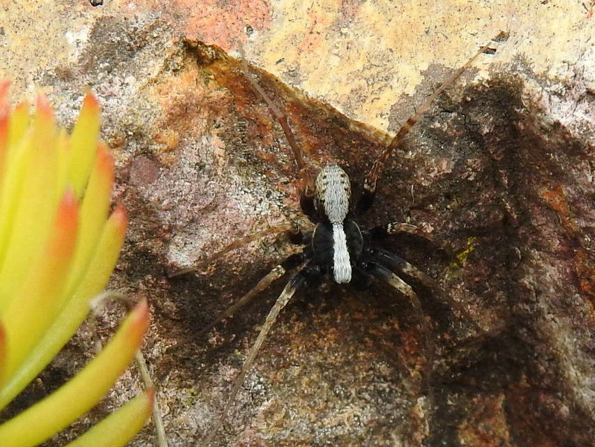 Pardosa alacris/lugubris