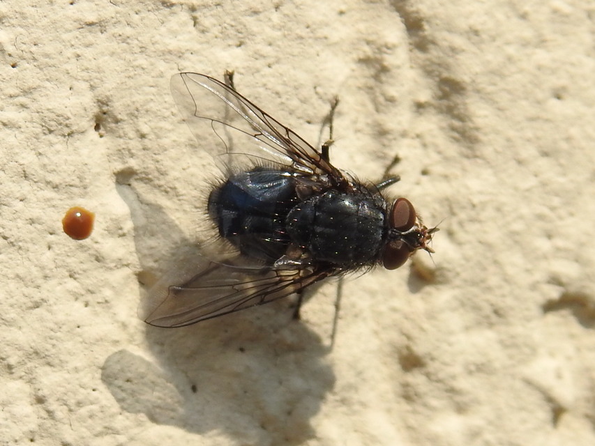 Calliphora