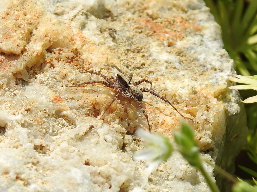 Pardosa alacris/lugubris