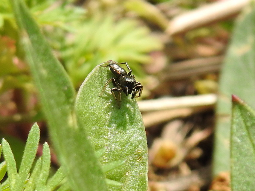 Heliophanus