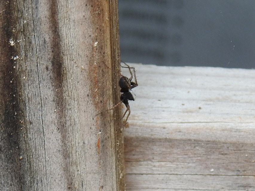 Pardosa alacris/lugubris