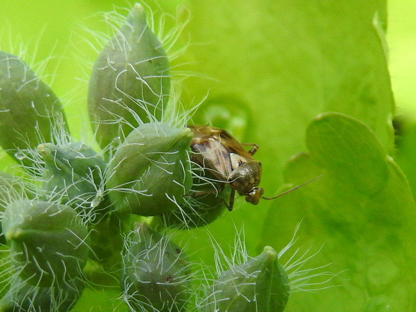 Lygus rugulipennis - molyhos mezeipoloska