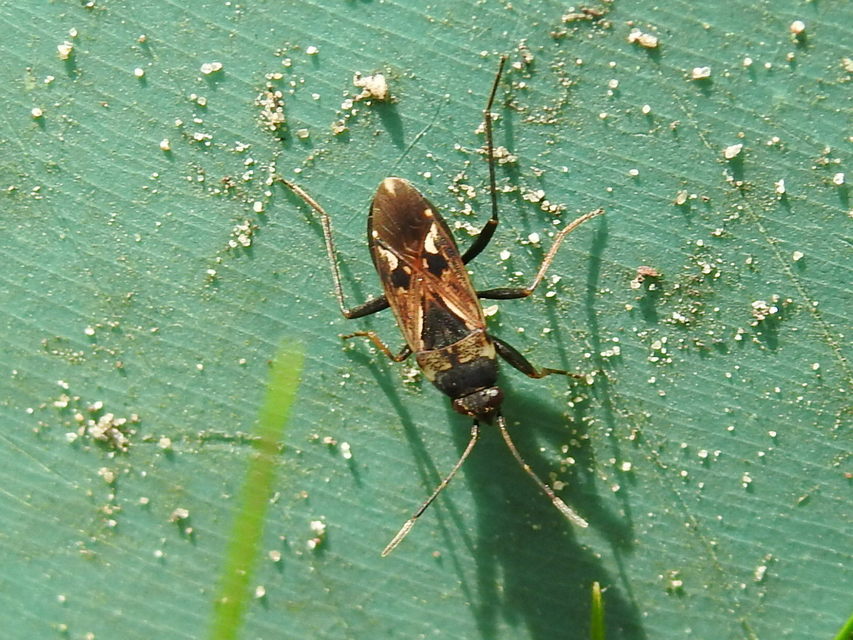 Rhyparochromus vulgaris - közönséges díszesbodobács