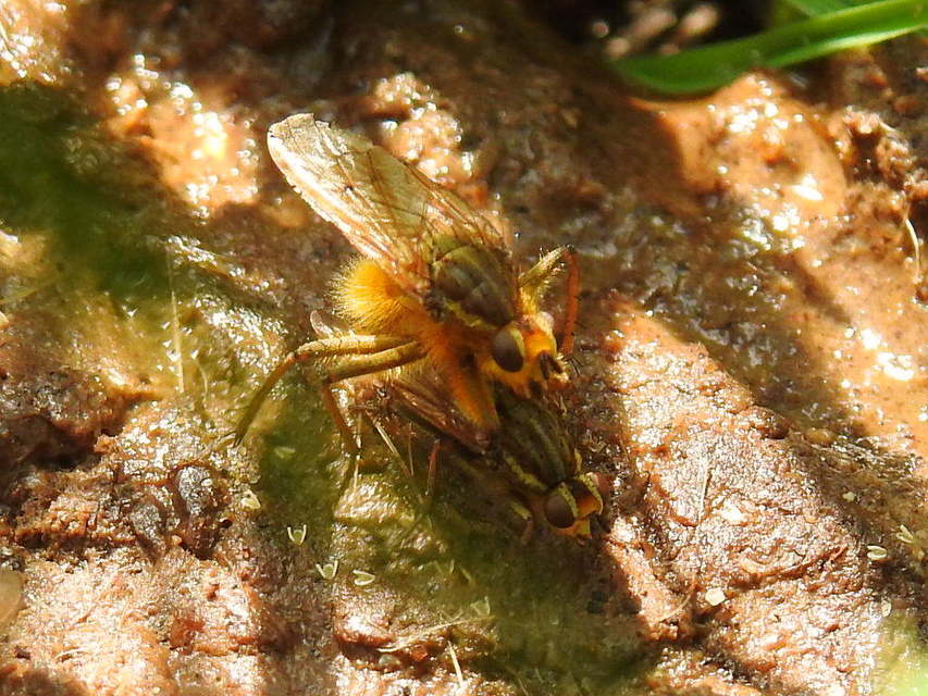 Scathophaga stercoraria - közönséges trágyalégy