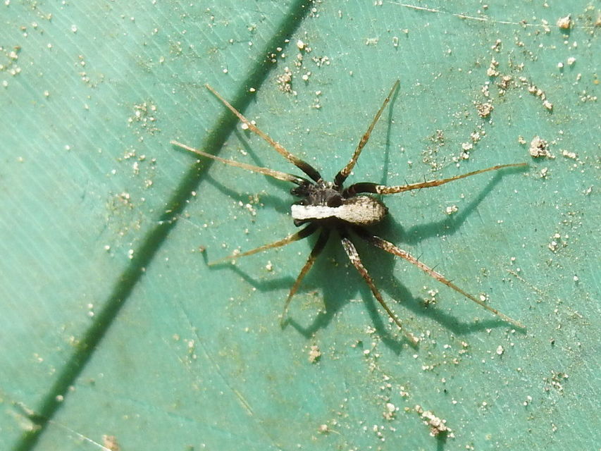 Pardosa alacris/lugubris
