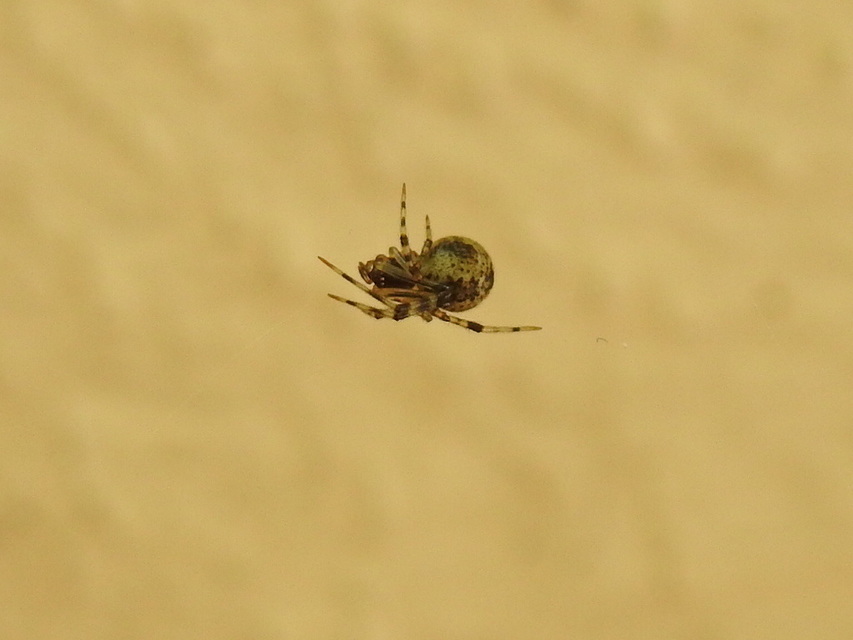 Parasteatoda tepidariorum - üvegházi törpepók