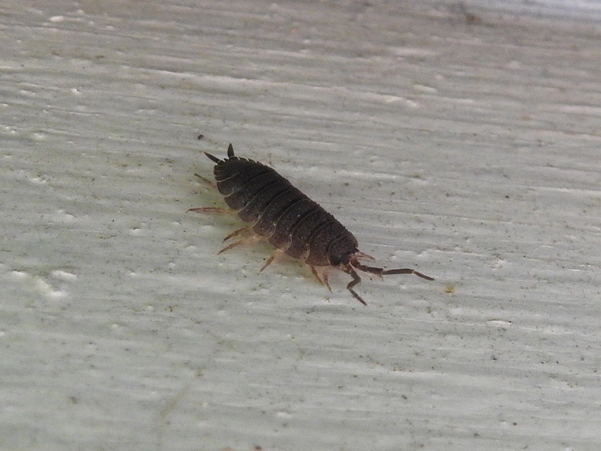 Porcellio scaber - érdes pinceászka Porcellio scaber - érdes pinceászka