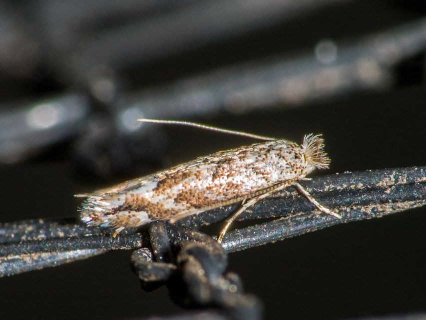 Phyllonorycter