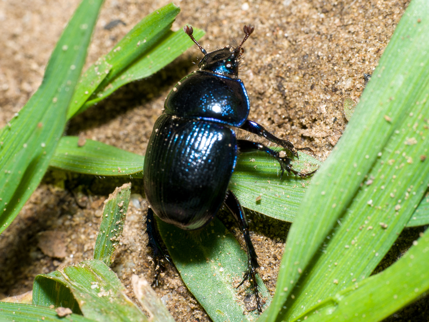 Anoplotrupes stercorosus - erdei álganéjtúró