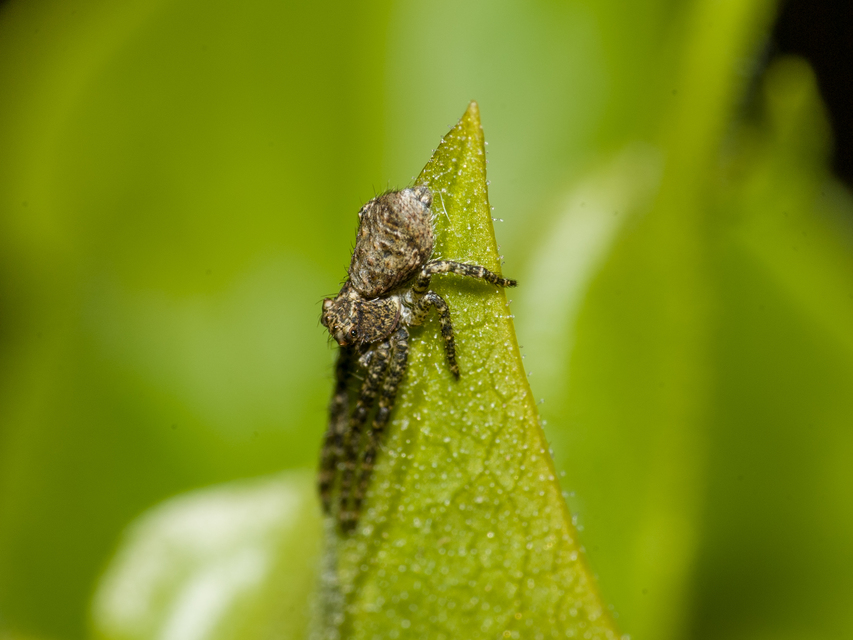 Tmarus piger/stellio