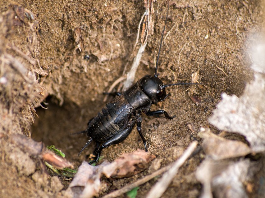 Gryllus campestris - mezei tücsök