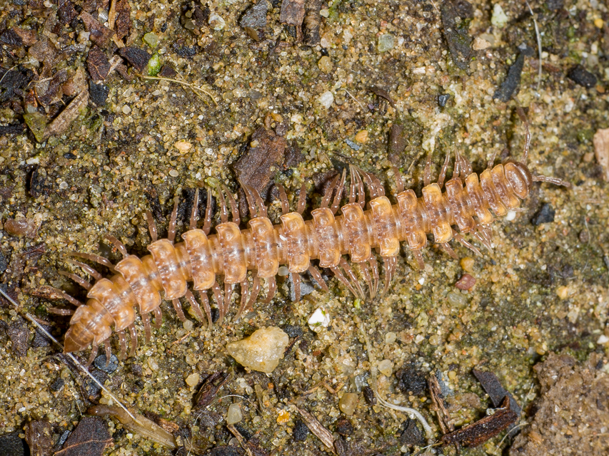 Polydesmus