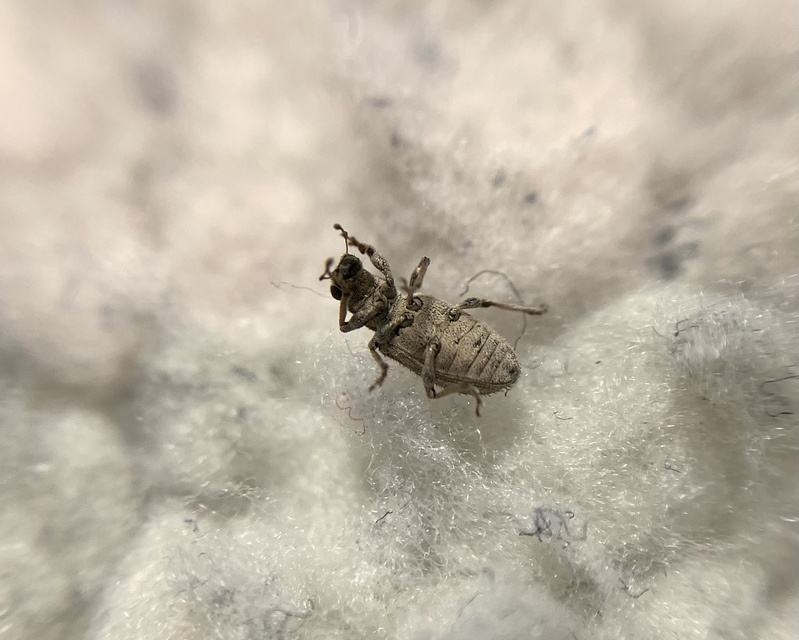Sitona macularius - borsó-csipkézőbogár