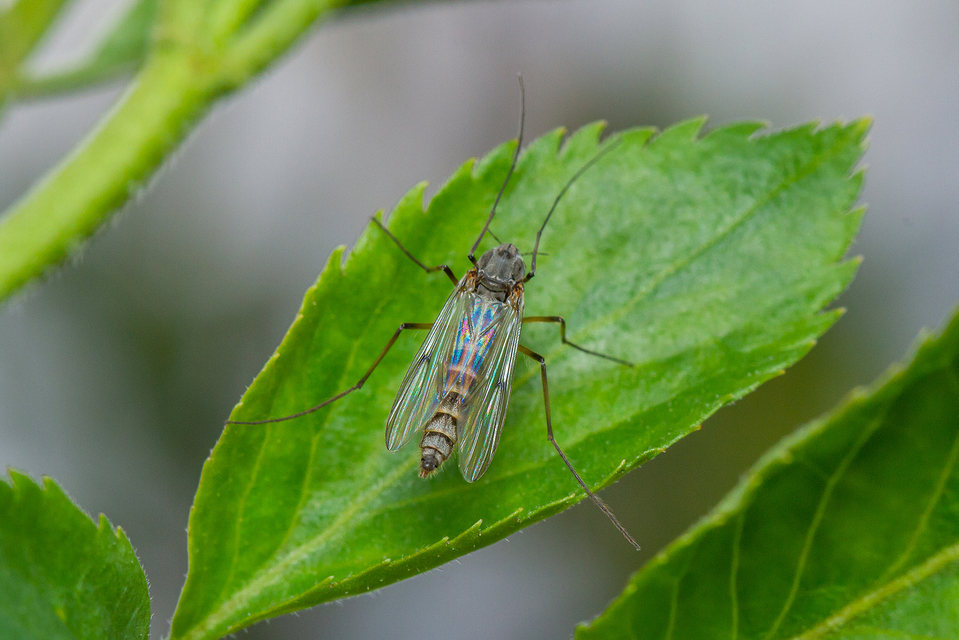 Chironomidae - árvaszúnyogok