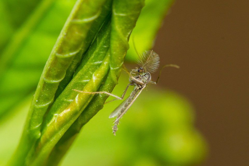 Chironomidae - árvaszúnyogok