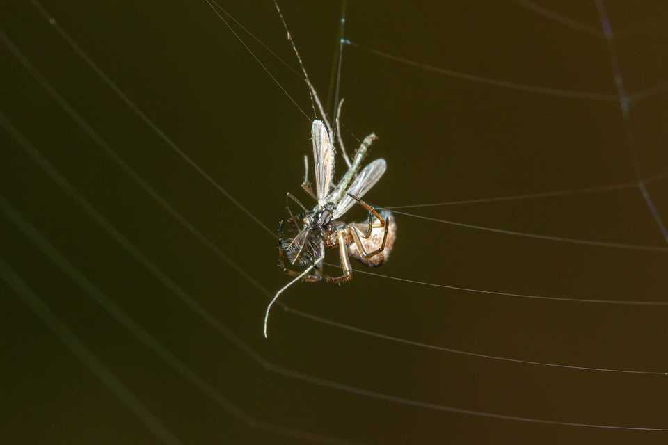 Tetragnatha obtusa
