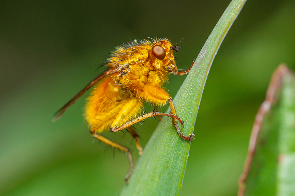 Scathophaga stercoraria - közönséges trágyalégy