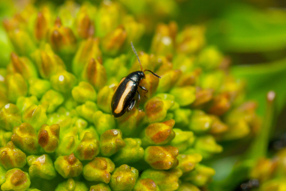 Phyllotreta
